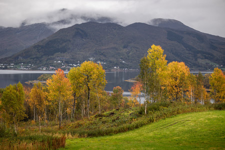 Sunny autumn landscape with bright yellow birch trees growing in Northern Norway. Seasonal scenery of Scandinavia.の写真素材