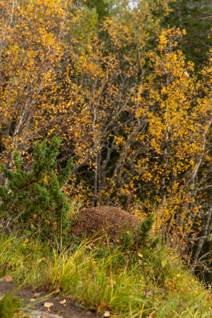 Sunny autumn landscape with bright yellow birch trees growing in Northern Norway. Seasonal scenery of Scandinavia.の写真素材