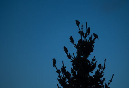 Beautiful migratory birds sitting in the fir tree against blue sky. Seasonal scenery of Scandinavia.の写真素材