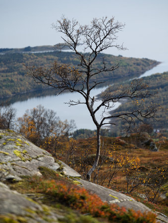Beautiful autumn scenery at the coast of fjord in Northern Norway. Seasonal scenery of Scandinavia.の写真素材