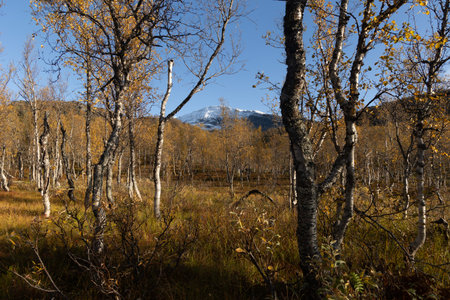 A beautiful autumn mountain landscape with birch forest in Northern Norway.の写真素材