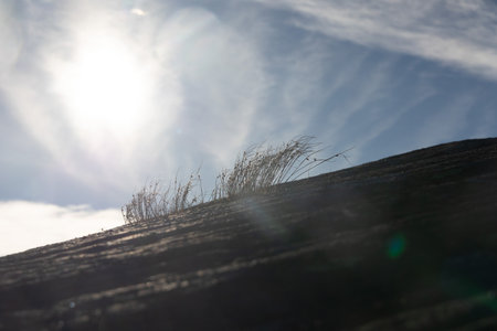 Beautiful autumn scenery with native plants growing on the slopes of the mountains in Northern Norway. Seasonal scenery of Scandinavia.の写真素材