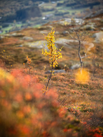 Beautiful autumn scenery with red leaf plants growing on the mountain ground un Northern Norway. Seasonal scenery of Scandinavia.の写真素材