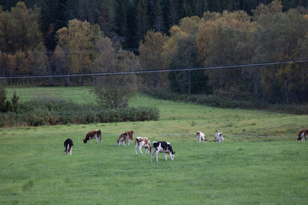 Beautiful autumn scenery of rural Northern Norway. Seasonal scenery of Scandinavia.の写真素材