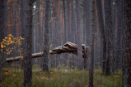 Beutiful overcast autumn day in a pine forest in Latvia. Seasonal scenery of Northern Europe.の写真素材