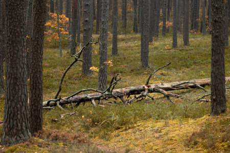 Beutiful overcast autumn day in a pine forest in Latvia. Seasonal scenery of Northern Europe.