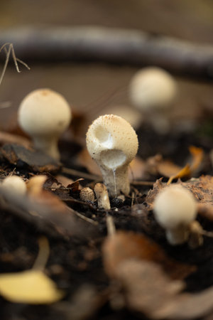 Beautiful brown common puffball mushrooms growing in the autumn forest in Latvia. Lycoperdon gemmatum in natural habitat. Seasonal scenery of Northern Europe.の写真素材