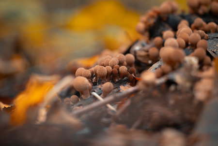 Beautiful brown common puffball mushrooms growing in the autumn forest in Latvia. Lycoperdon gemmatum in natural habitat. Seasonal scenery of Northern Europe.の写真素材