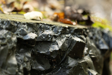 Sunny autumn day in the forest territory in Latvia. Seasonal scenery of Northern Europe.の写真素材