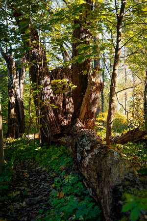 Sunny autumn day in the degraded forest teritorry in Latvia. Seasonal scenery of Northern Europe.の写真素材