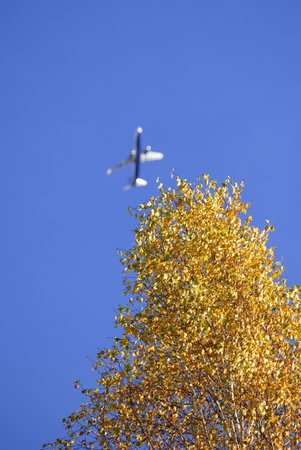 A beautiful autumn landscape with gold colored birch trees in Latvia. Seasonal scenery of Northern...