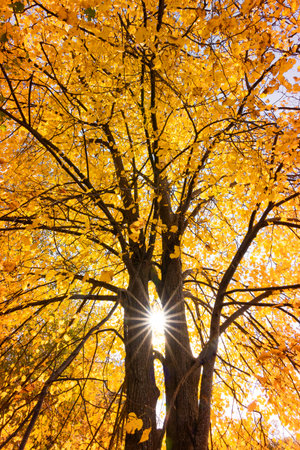 A beautiful yellow colored linden tree in the sunny autumn day growing in the park in Latvia...