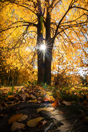 A beautiful yellow colored linden tree in the sunny autumn day growing in the park in Latvia Seasonal scenery of Northern Europe.の写真素材
