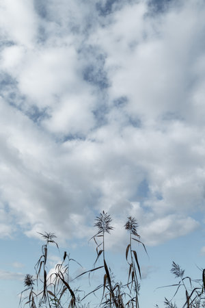 Sunny autumn scenery with plants growing in Latvia. Seasonal scenery of Northern Europe.の写真素材