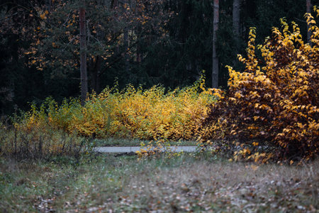 Sunny autumn scenery with plants growing in Latvia. Seasonal scenery of Northern Europe.の写真素材