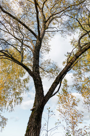 Beautiful autumn scenery with trees in Latvia. Seasonal scenery of Northern Europe.