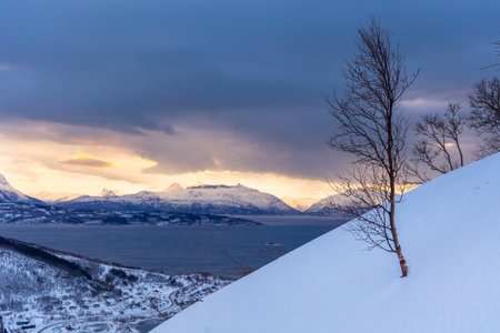 Beautiful small trees growing in the mountains above nordic fjords. Norway winter landscape during...