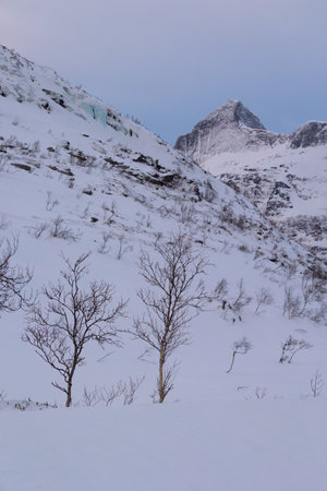 Beautiful small trees growing in the mountains above nordic fjords. Norway winter landscape during...