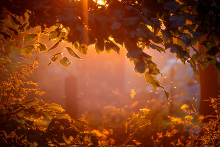 Golden Autumn Leaves Sunlight Bokeh in Forestの写真素材