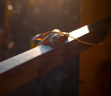 Bright backlit maple leavesの写真素材