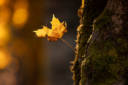 Bright backlit maple leaves in autumn forest
