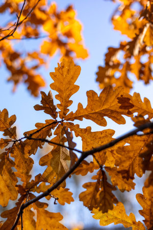 Golden backlit oak leaves close-up autumn natureの写真素材