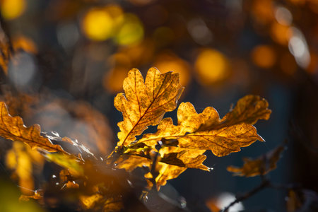 Golden backlit oak leaves close-up autumn natureの写真素材