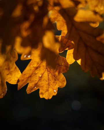 Golden backlit oak leaves close-up autumn nature