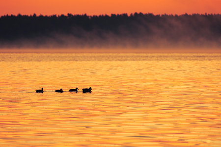 Beautiful adult mallard ducks swimming in the lake during autumn golden hour in Riga, Latvia.の写真素材