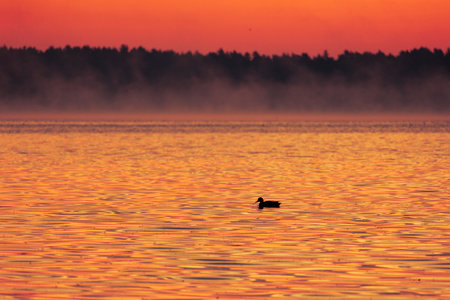 Beautiful adult mallard ducks swimming in the lake during autumn golden hour.の写真素材