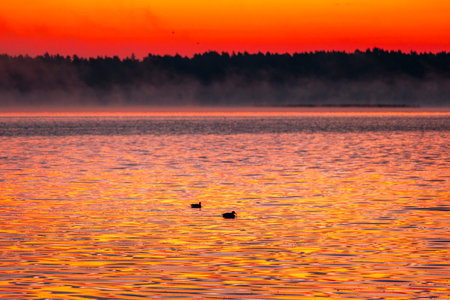 Beautiful adult mallard ducks swimming in the lake during autumn golden hour in Riga, Latvia.の写真素材