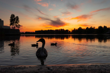 Beautiful mallard ducks and mute swans swimming in the autumn lake during golden hour. Birds in Riga, Latvia.の写真素材