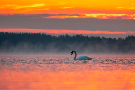 Beautiful mute swan swimming in the lake in golden hour in Riga, Latvia.の写真素材