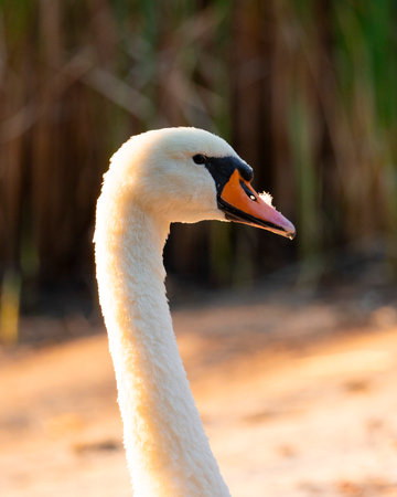 Beautiful mute swan swimming in the lake in golden hour in Riga, Latvia.の写真素材