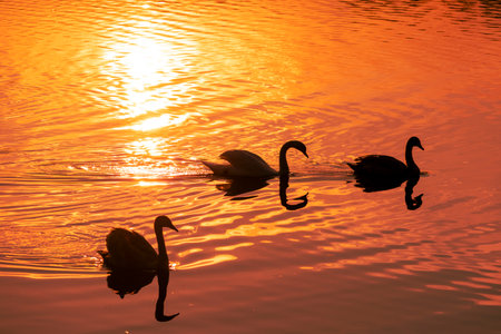 Beautiful mute swan swimming in the lake in golden hour in Riga, Latvia.の写真素材