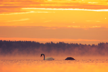 Beautiful mute swan swimming in the lake in golden hour in Riga, Latvia.の写真素材