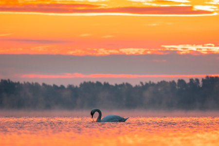 Beautiful mute swan swimming in the lake in golden hour in Riga, Latvia.の写真素材