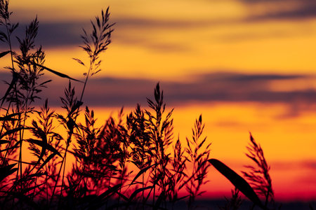 A beautiful autumn sunrise scenery with reeds growing in a lake. Morning landscape of Riga, Latvia.の写真素材