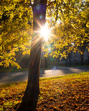 A beautiful autumn scenery with leav covered street and trees. Sunny day in Riga, Latvia.の写真素材