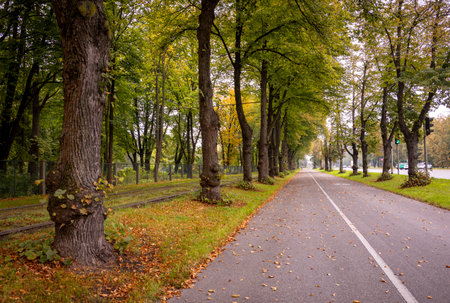 A beautiful autumn scenery with leav covered street and trees. Sunny day in Riga, Latvia.