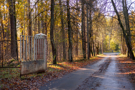 A beautiful autumn scenery with leaf covered street and trees. Sunny day in Riga, Latvia.の写真素材