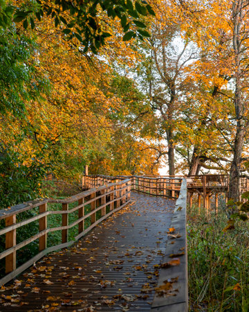 A beautiful golden autumn scenery of a park with wooden pathway. Seasons in Riga, Latvia.