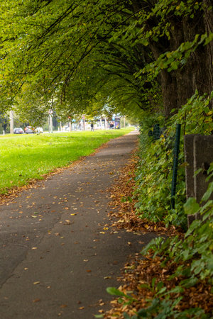 A beautiful golden autumn scenery of a leaf covered pathway in Riga, Latvia. Sunny day in a city.の写真素材