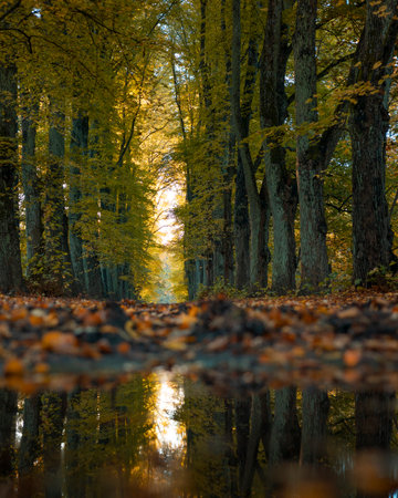 A beautiful golden autumn scenery of a leaf covered pathway in Riga, Latvia. Sunny day in a city.