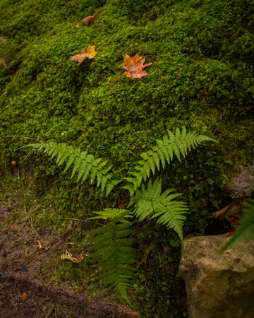 A beautiful autumn scenery with plants growing. Fall in Riga, Latvia.の写真素材