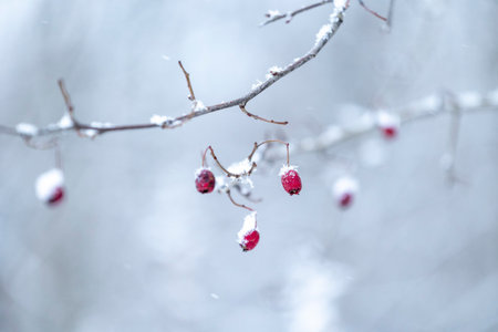 Winter detail scene with a frozen fruits. Seasonal scenery of Latvia.の写真素材