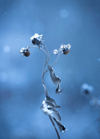 Winter scenery with snowy details. Seasons in Latvia.の写真素材
