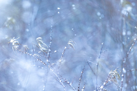 Winter scenery with snowy details. Seasons in Latvia.の写真素材