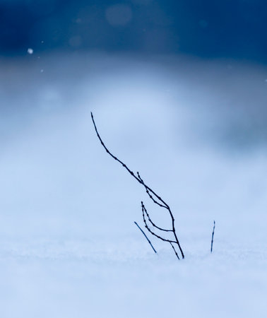 Winter scenery with snowy details. Seasons in Latvia.の写真素材