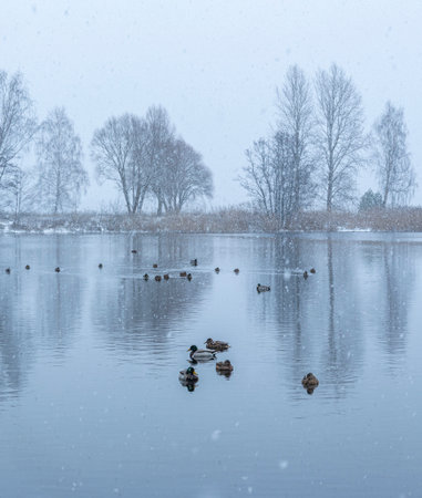 Beautiful winter scenery with mallard ducks swimming in the lake. Landscape with snow in Riga, Latvia.の写真素材
